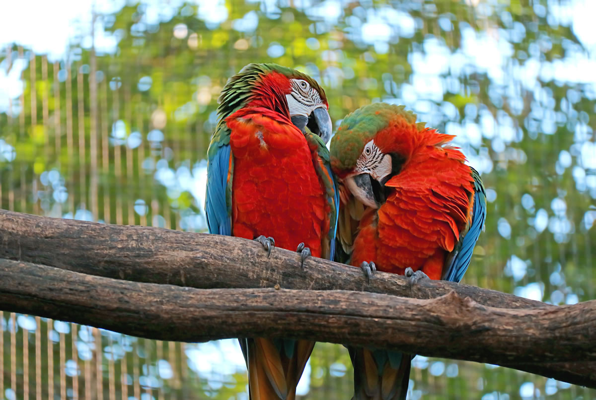 imagem #5 Foz do Iguaçu