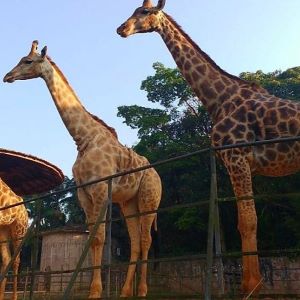 roteiro: Zoológico de São Paulo e Mercadão